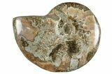 Polished Cretaceous Ammonite (Cleoniceras) Fossil - Madagascar #262127-1